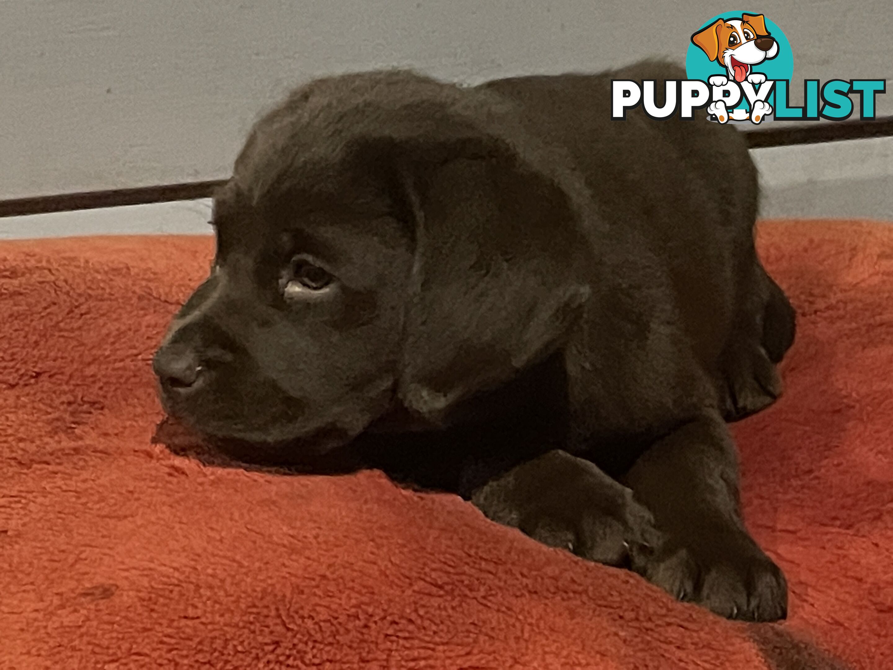 Gorgeous pedigree chocolate & black Labrador puppies for sale