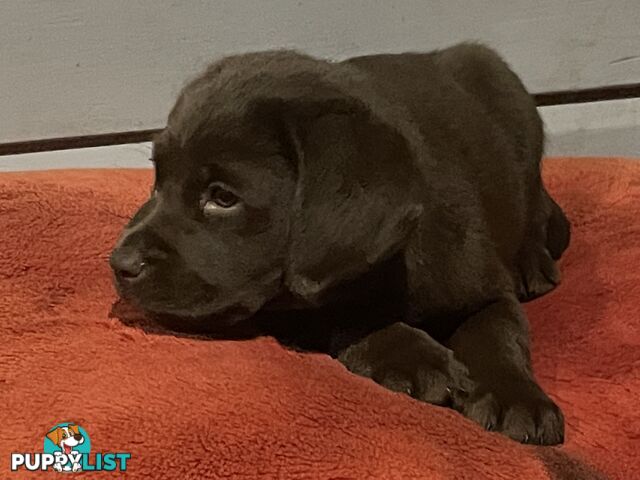 Gorgeous pedigree chocolate & black Labrador puppies for sale