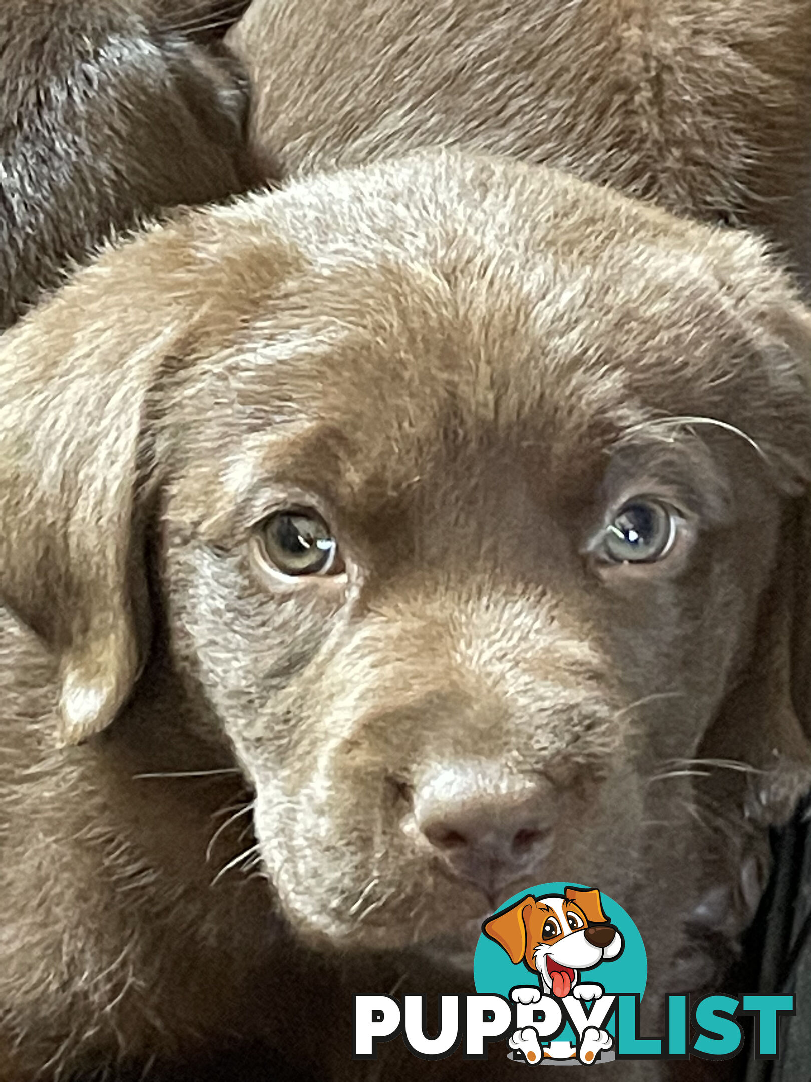 Gorgeous pedigree chocolate & black Labrador puppies for sale