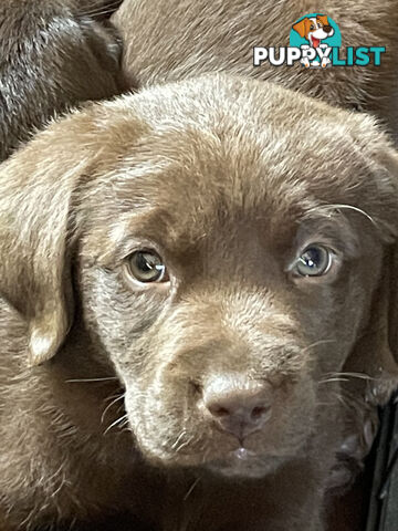 AVAILABLE NOW: DEVALOKA LABRADORS GORGEOUS CHOCOLATE &amp; BLACK PUPPIES