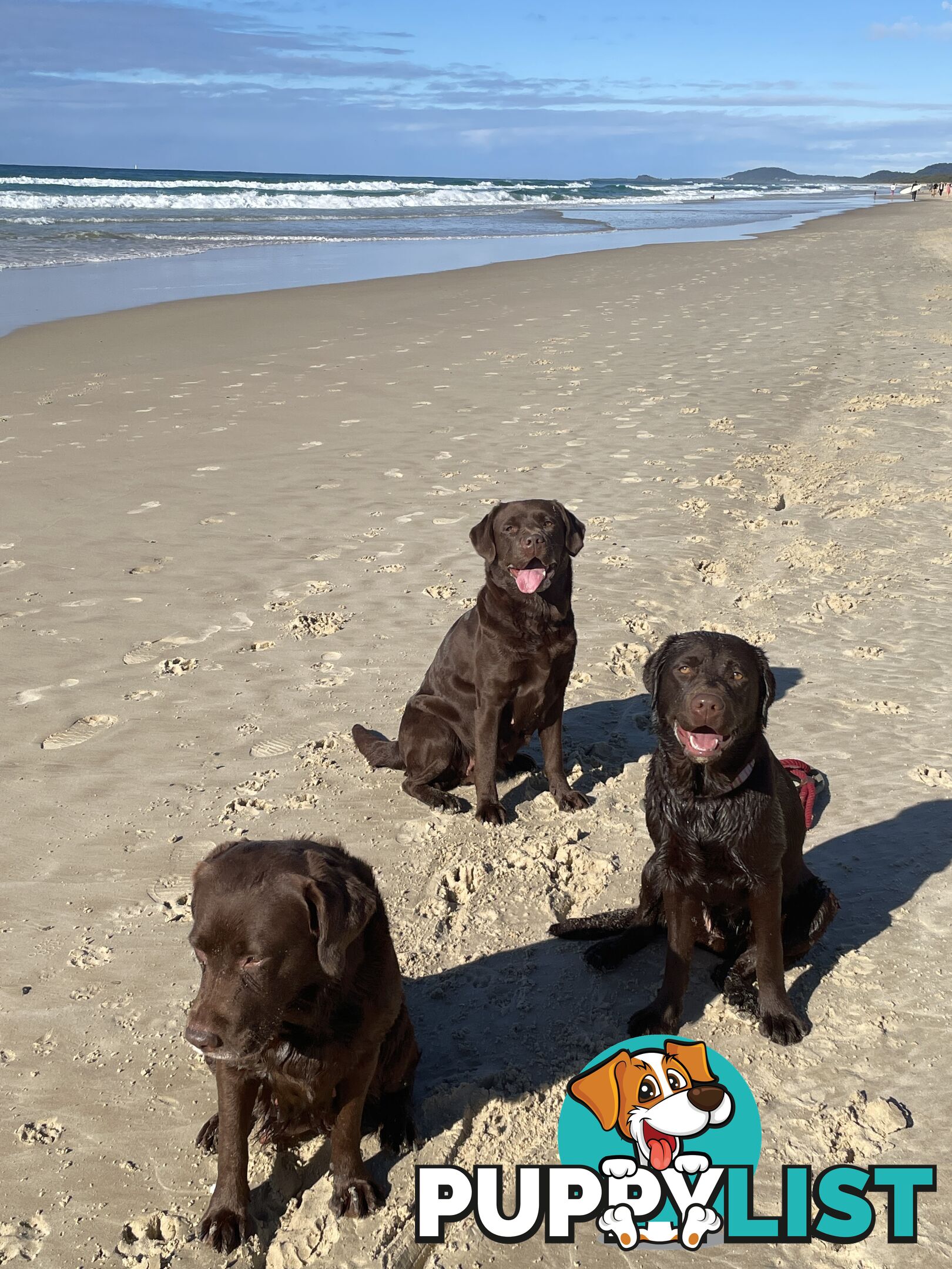 Gorgeous pedigree chocolate & black Labrador puppies for sale