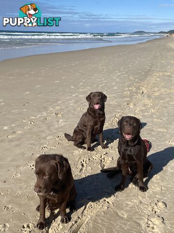 Gorgeous pedigree chocolate & black Labrador puppies for sale