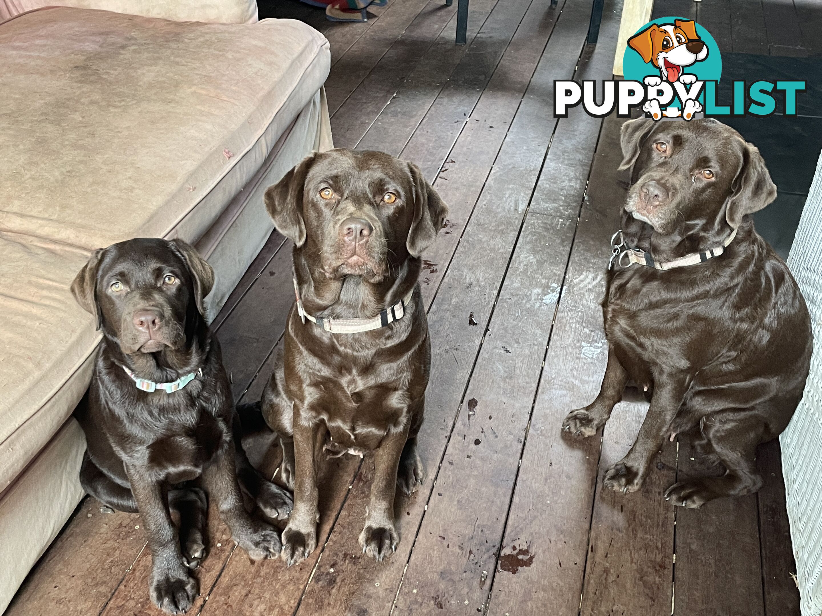 Gorgeous pedigree chocolate & black Labrador puppies for sale