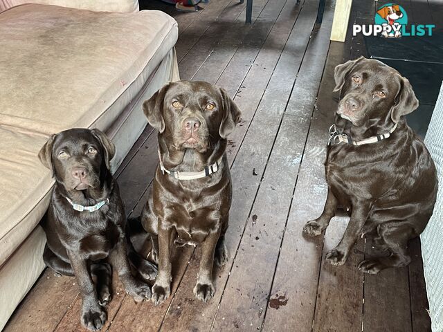 Gorgeous pedigree chocolate & black Labrador puppies for sale