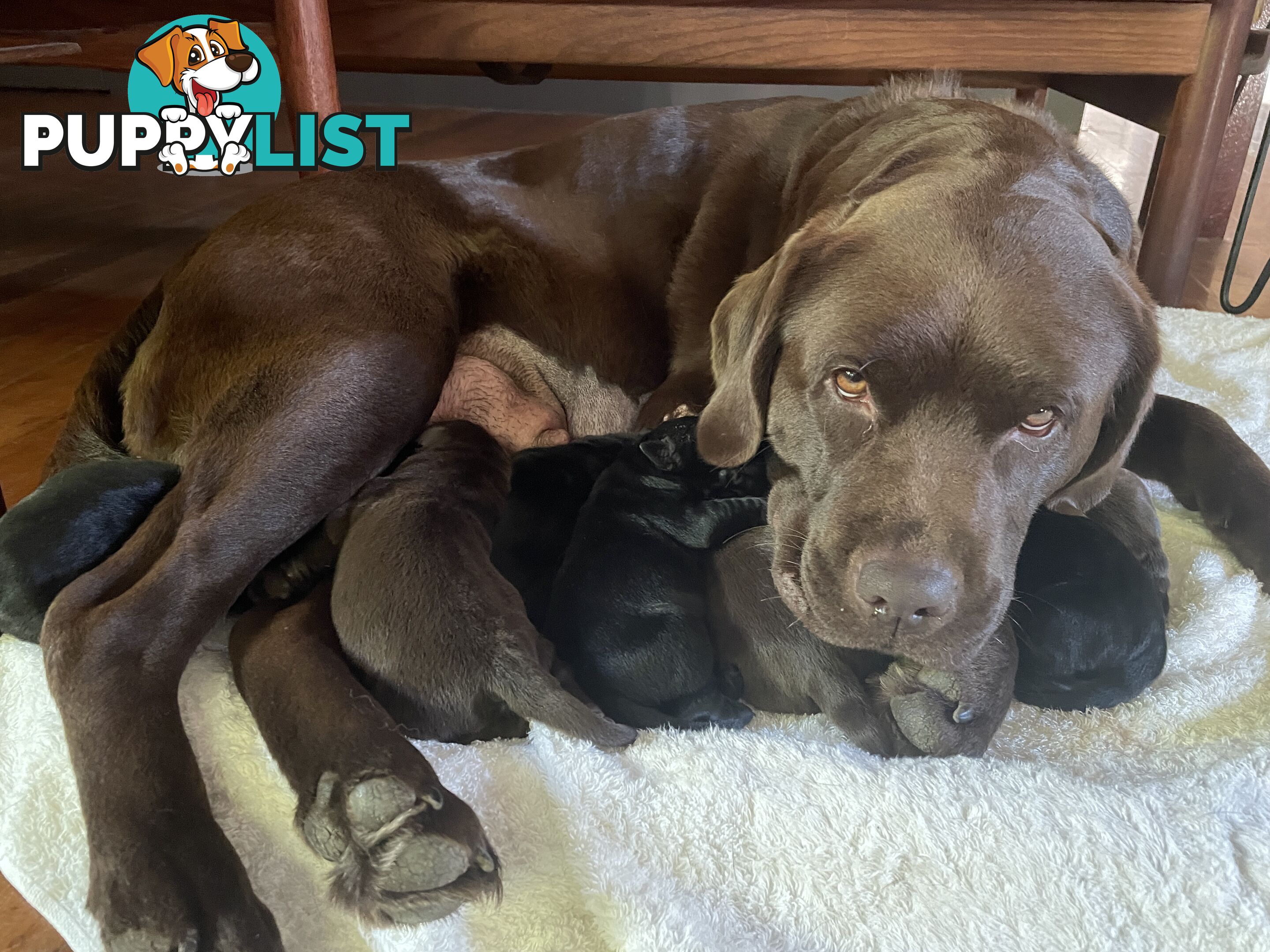 Gorgeous pedigree chocolate & black Labrador puppies for sale