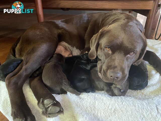 AVAILABLE NOW: DEVALOKA LABRADORS GORGEOUS CHOCOLATE &amp; BLACK PUPPIES