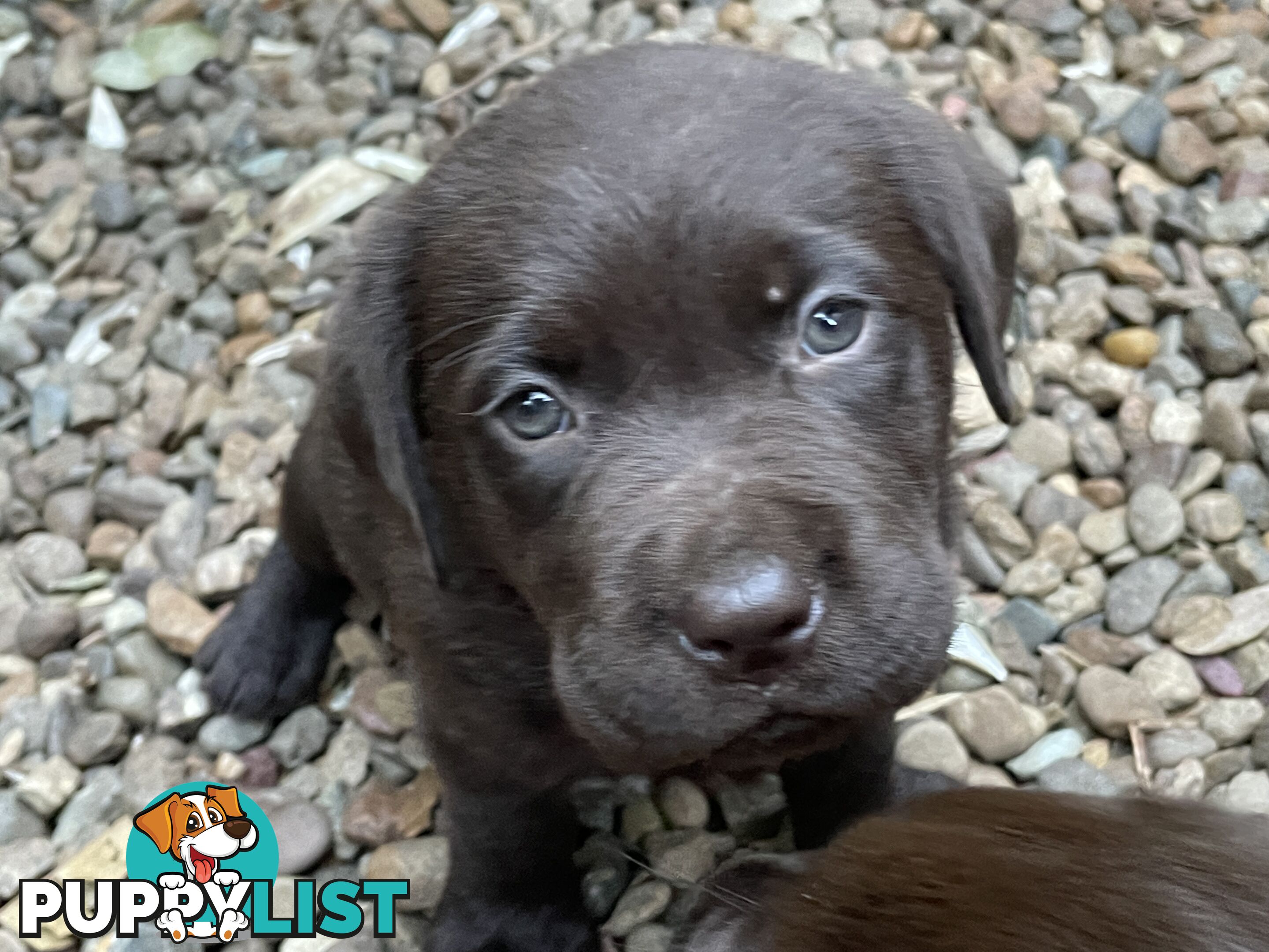 Gorgeous pedigree chocolate & black Labrador puppies for sale