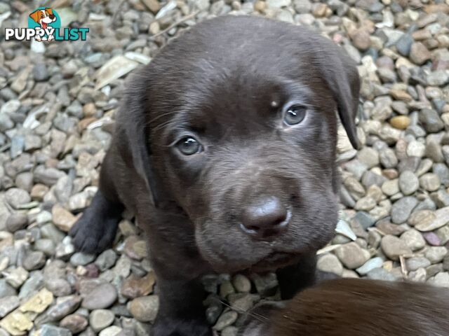 Gorgeous pedigree chocolate & black Labrador puppies for sale