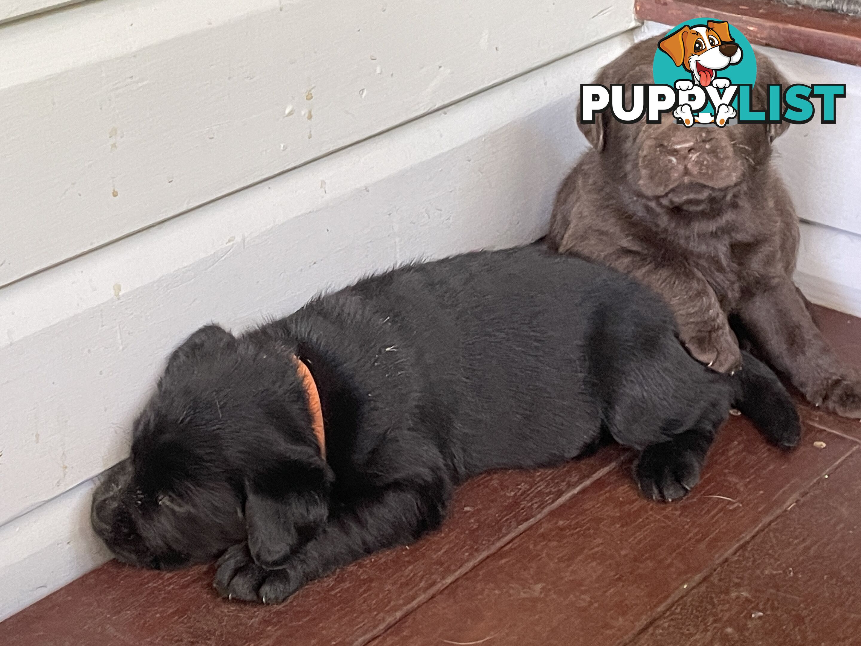 Gorgeous pedigree chocolate & black Labrador puppies for sale