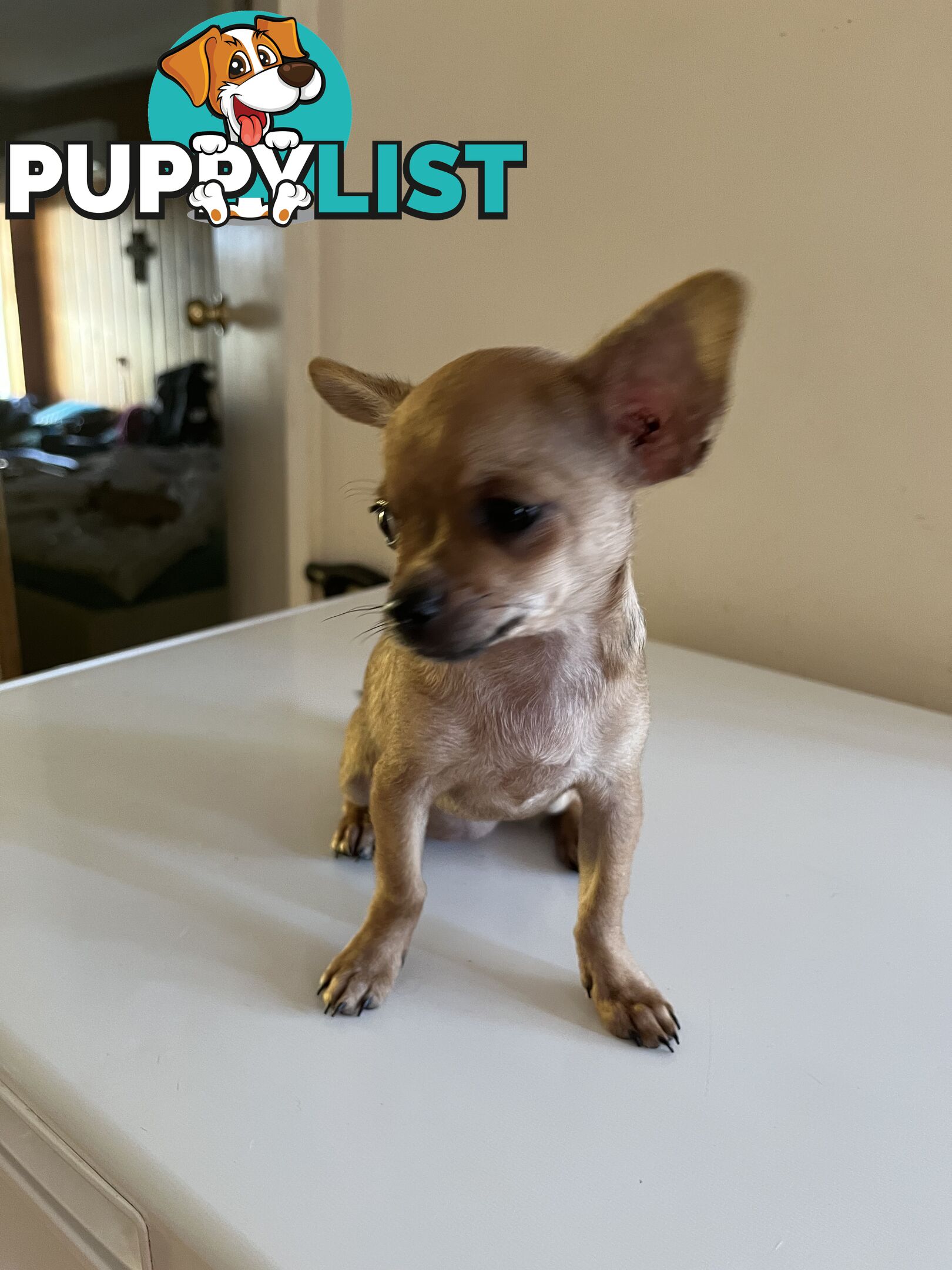 WEEKEND SPECIAL ONLY RING  TWO PUPPIES FEMALE AND MALE CHIHUAHUAS