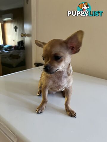 WEEKEND SPECIAL ONLY RING  TWO PUPPIES FEMALE AND MALE CHIHUAHUAS