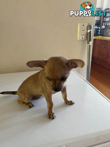 WEEKEND SPECIAL ONLY RING  TWO PUPPIES FEMALE AND MALE CHIHUAHUAS