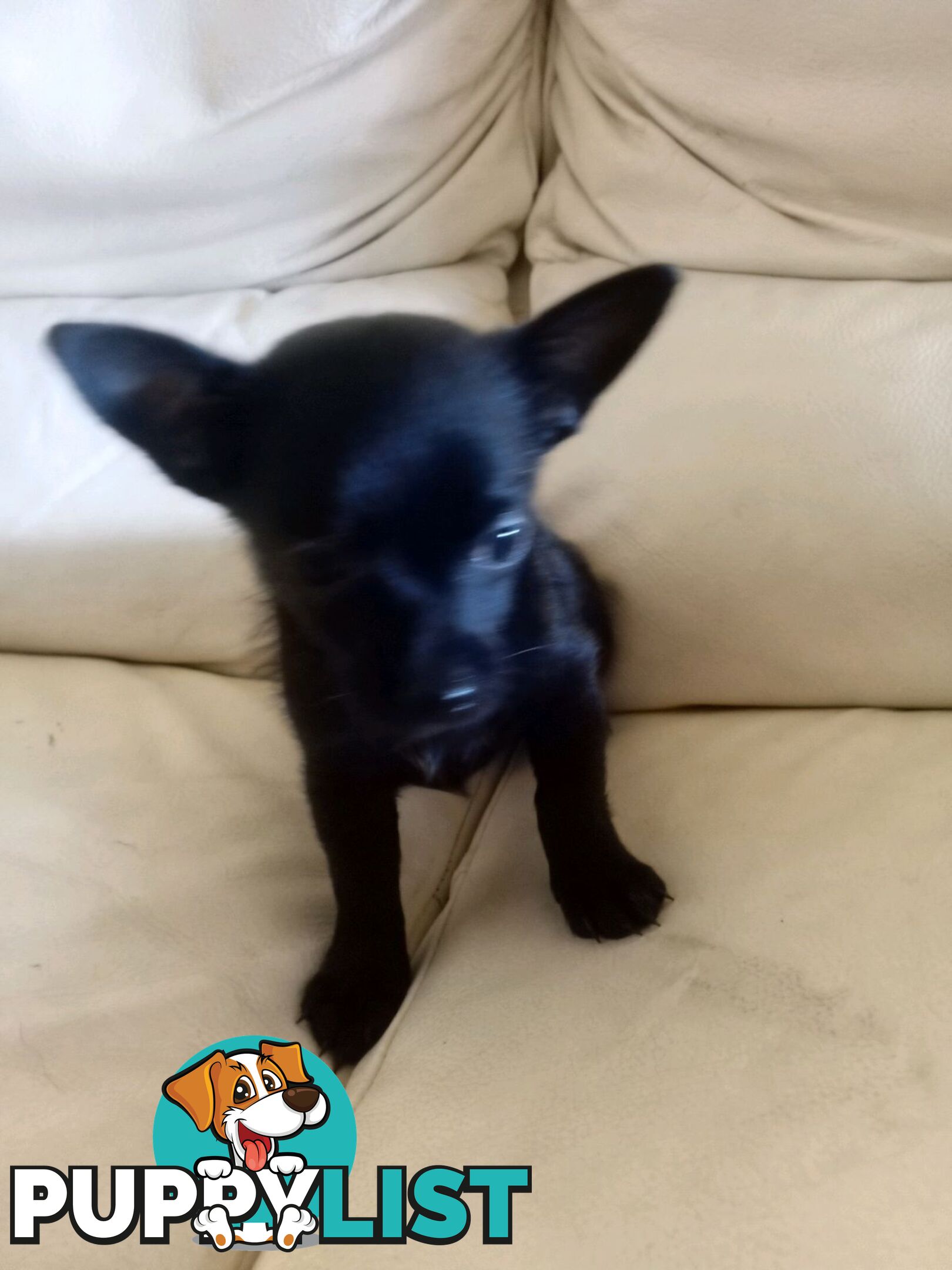 WEEKEND SPECIAL ONLY RING  TWO PUPPIES FEMALE AND MALE CHIHUAHUAS