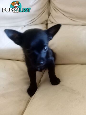 WEEKEND SPECIAL ONLY RING  TWO PUPPIES FEMALE AND MALE CHIHUAHUAS