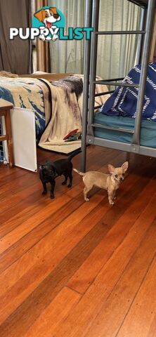 WEEKEND SPECIAL ONLY RING  TWO PUPPIES FEMALE AND MALE CHIHUAHUAS