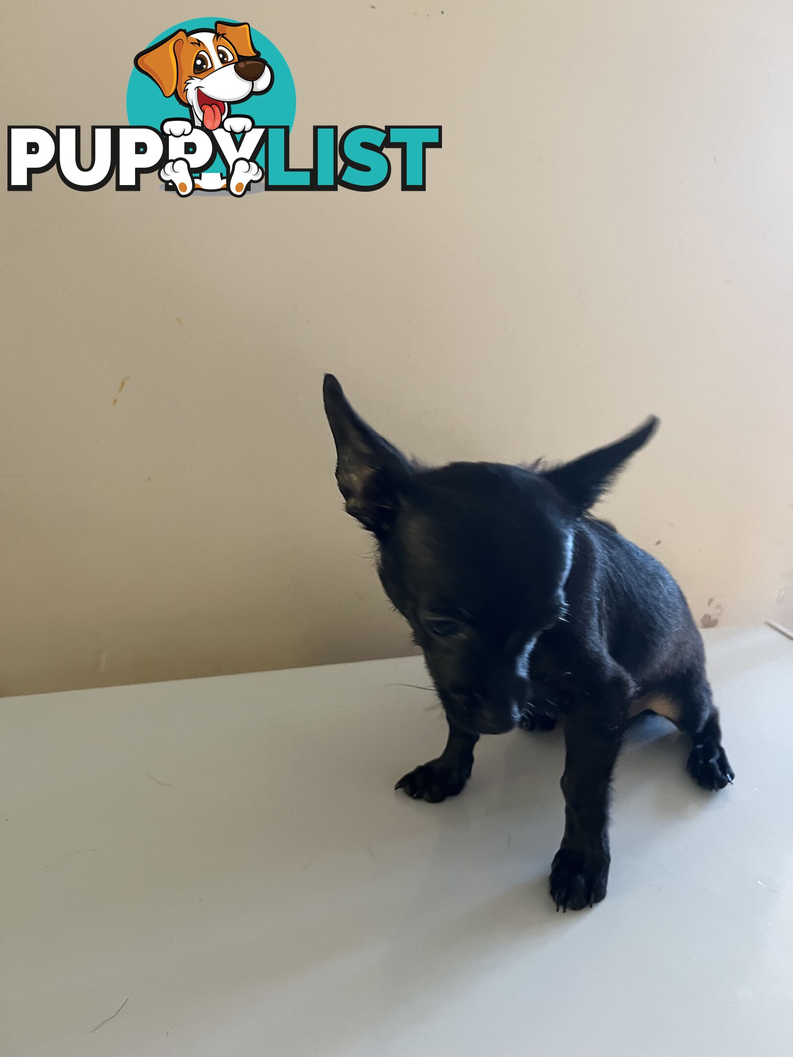 WEEKEND SPECIAL ONLY RING  TWO PUPPIES FEMALE AND MALE CHIHUAHUAS