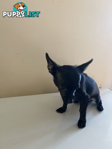 WEEKEND SPECIAL ONLY RING  TWO PUPPIES FEMALE AND MALE CHIHUAHUAS