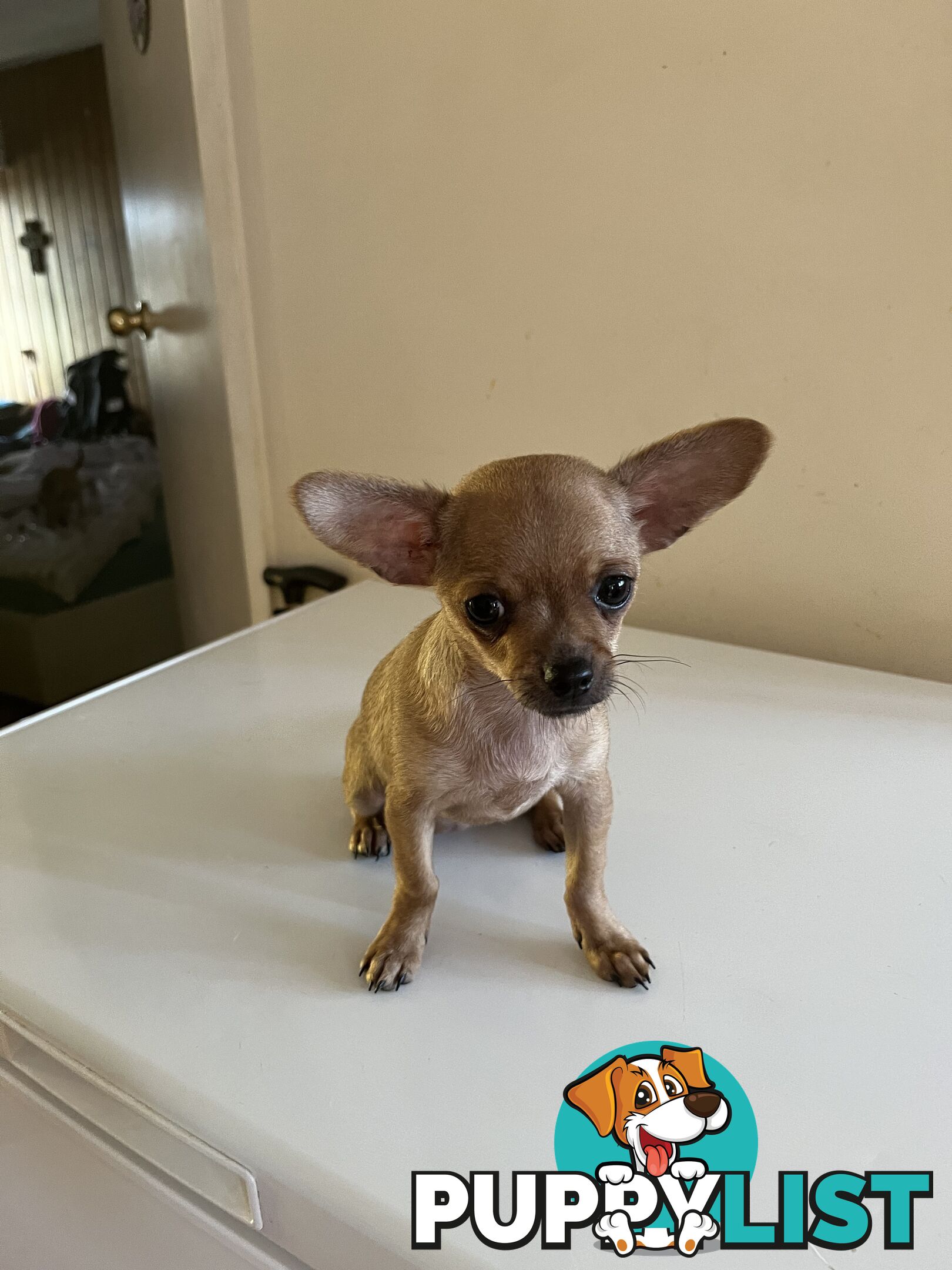 WEEKEND SPECIAL ONLY RING  TWO PUPPIES FEMALE AND MALE CHIHUAHUAS