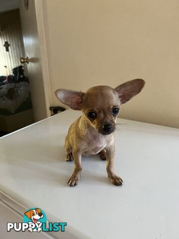 WEEKEND SPECIAL ONLY RING  TWO PUPPIES FEMALE AND MALE CHIHUAHUAS