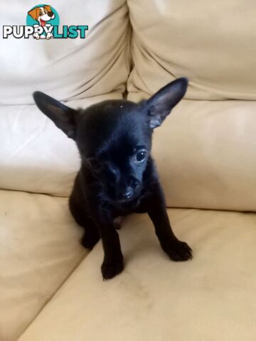 WEEKEND SPECIAL ONLY RING  TWO PUPPIES FEMALE AND MALE CHIHUAHUAS