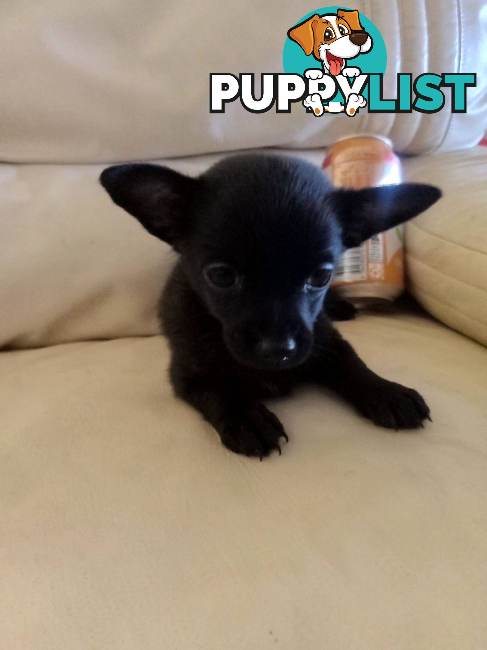 WEEKEND SPECIAL ONLY RING  TWO PUPPIES FEMALE AND MALE CHIHUAHUAS