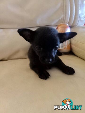 WEEKEND SPECIAL ONLY RING  TWO PUPPIES FEMALE AND MALE CHIHUAHUAS