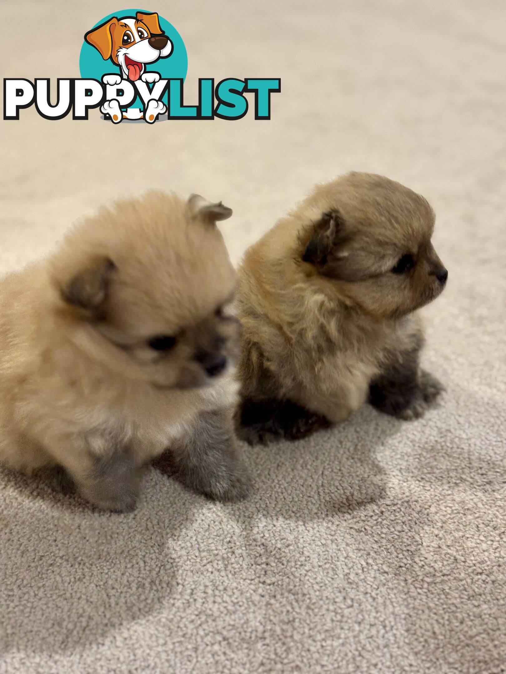 Purebred Pomeranian, home born and raised