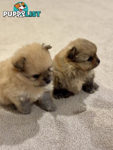Purebred Pomeranian, home born and raised