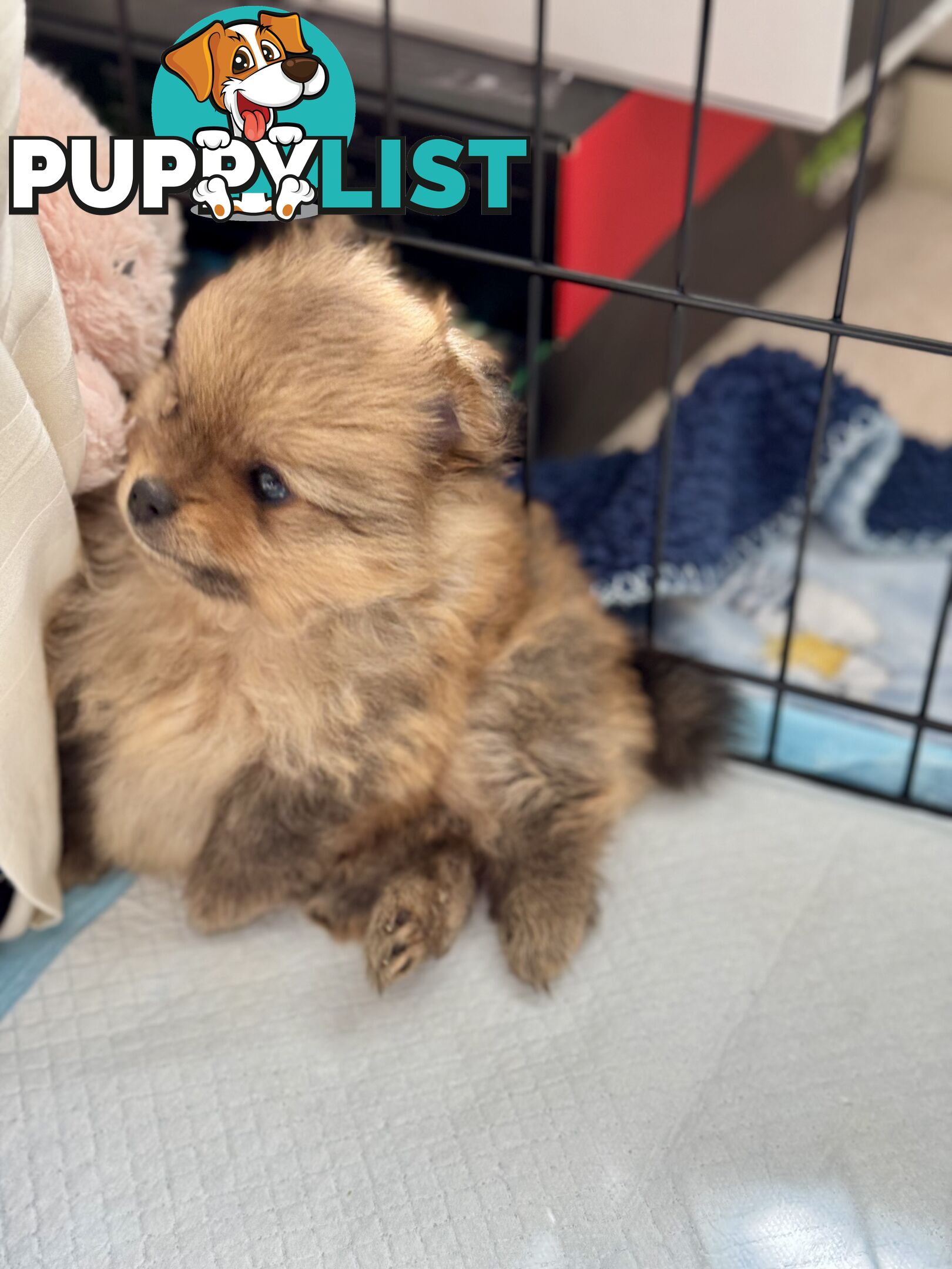 Purebred Pomeranian, home born and raised