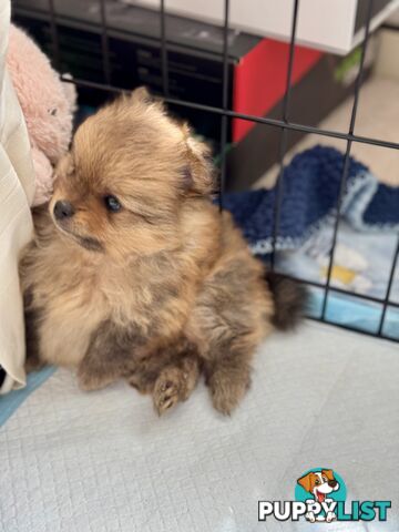 Purebred Pomeranian, home born and raised