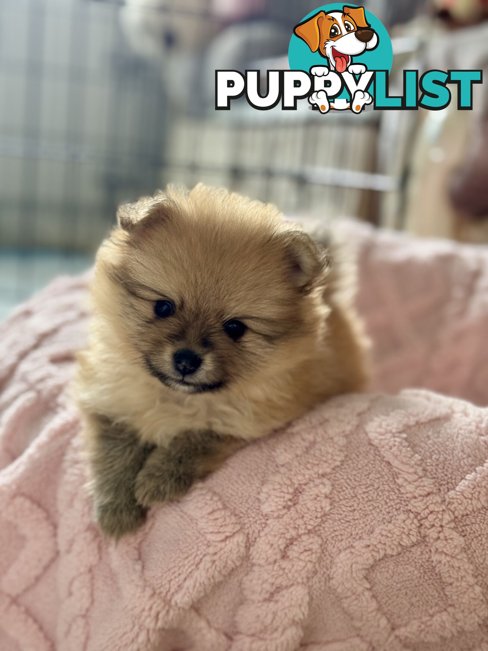 Purebred Pomeranian, home born and raised