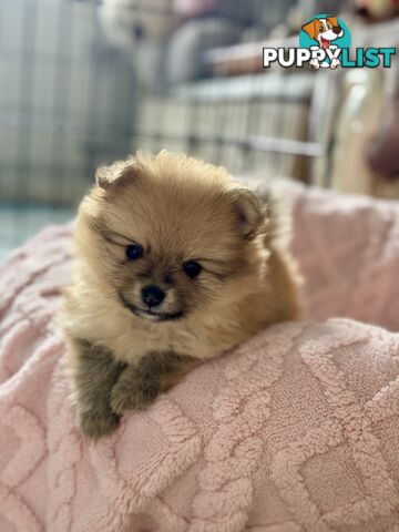 Purebred Pomeranian, home born and raised