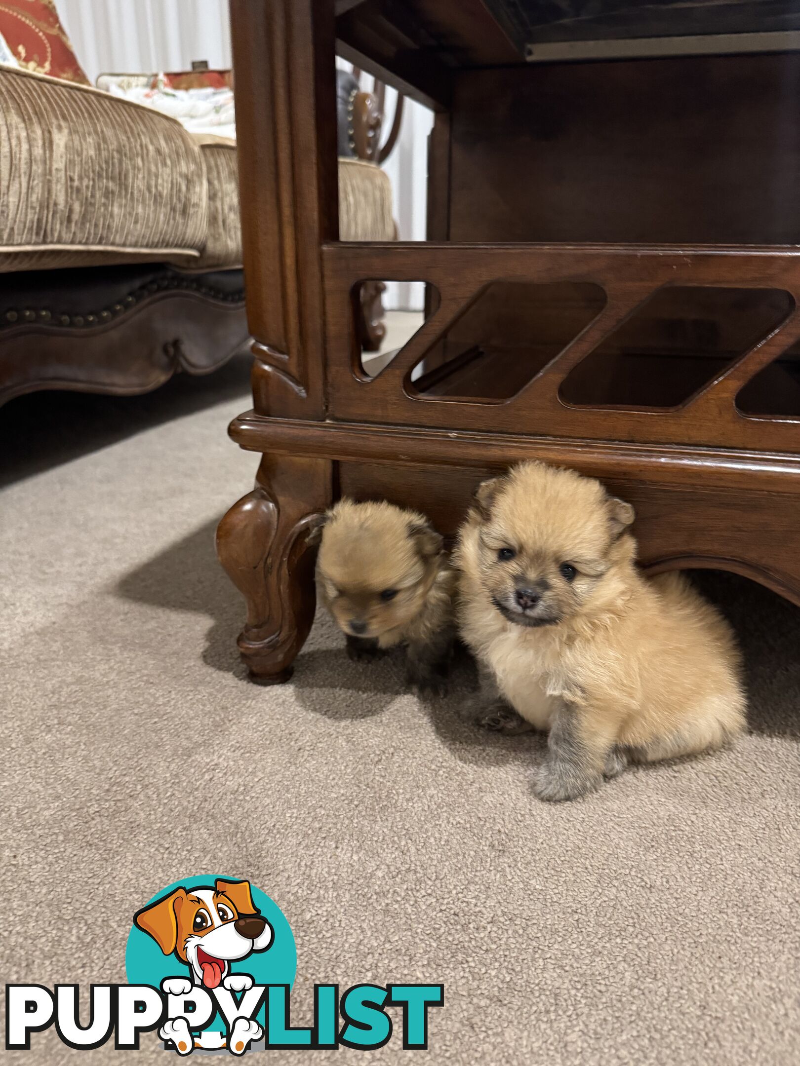 Purebred Pomeranian, home born and raised