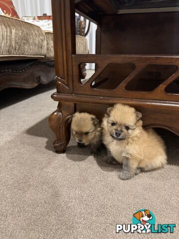 Purebred Pomeranian, home born and raised