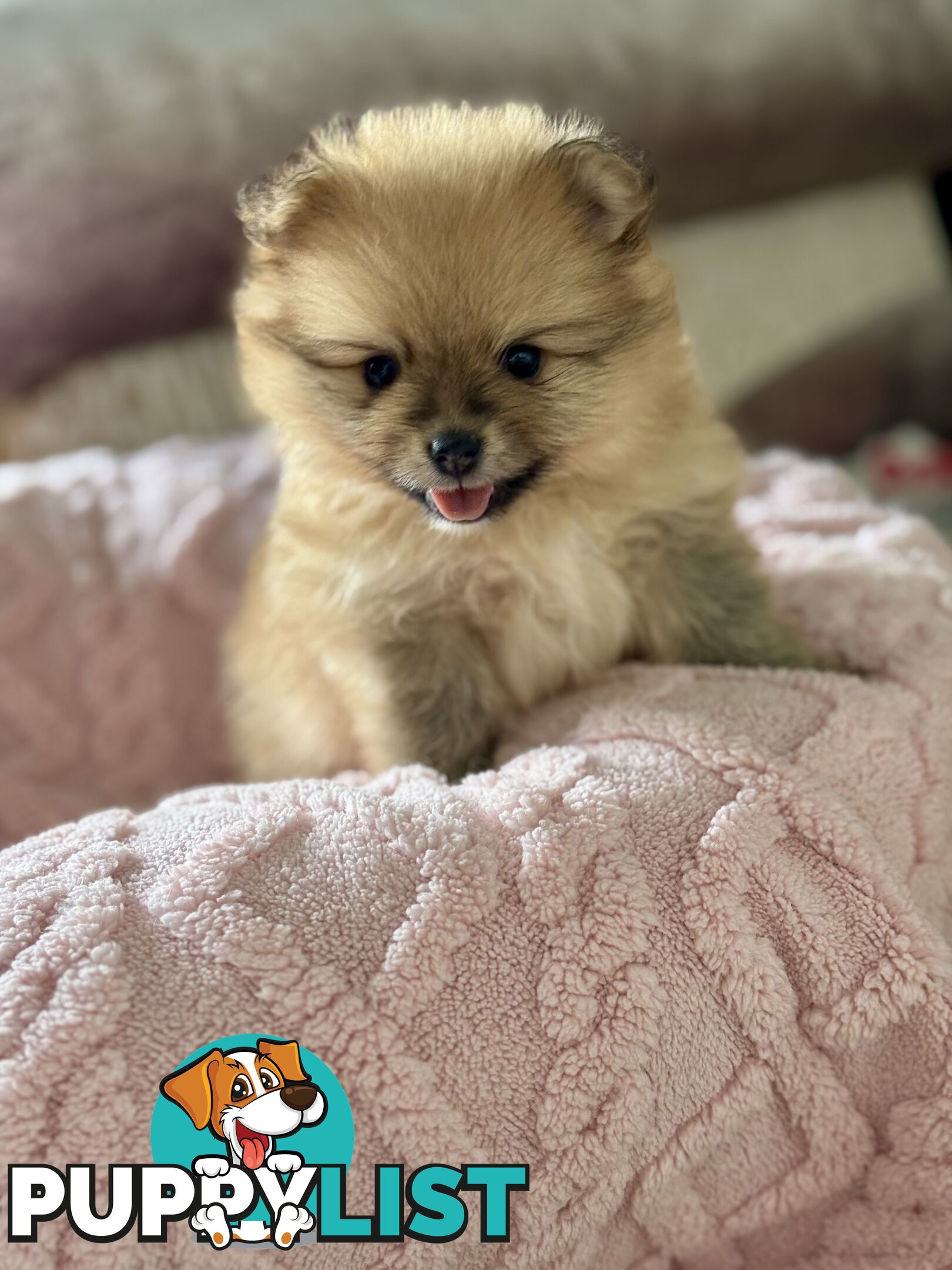 Purebred Pomeranian, home born and raised