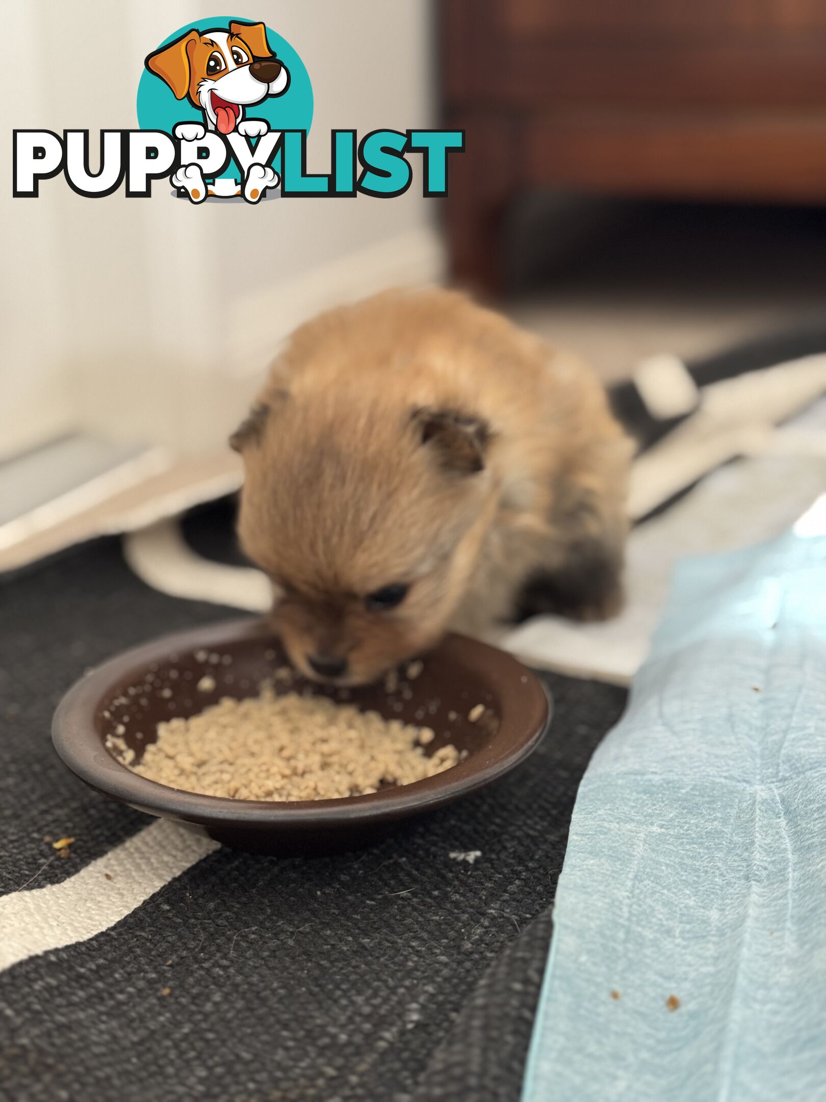 Purebred Pomeranian, home born and raised
