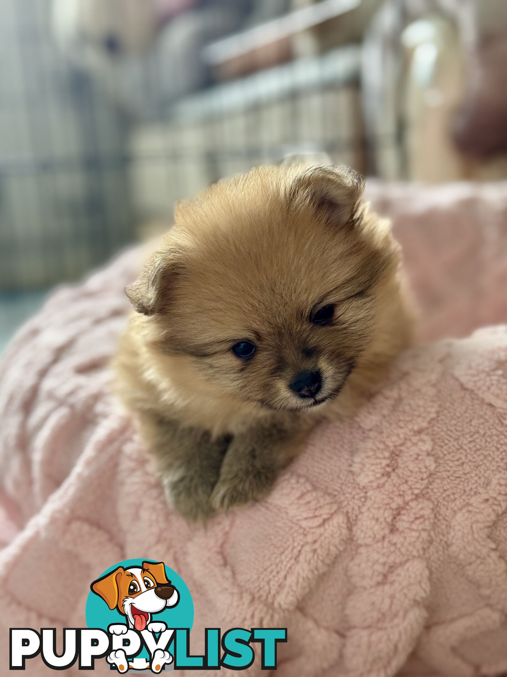 Purebred Pomeranian, home born and raised