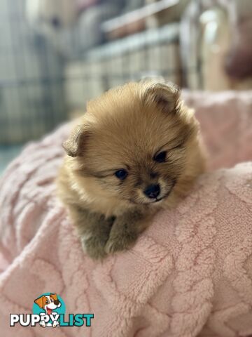 Purebred Pomeranian, home born and raised