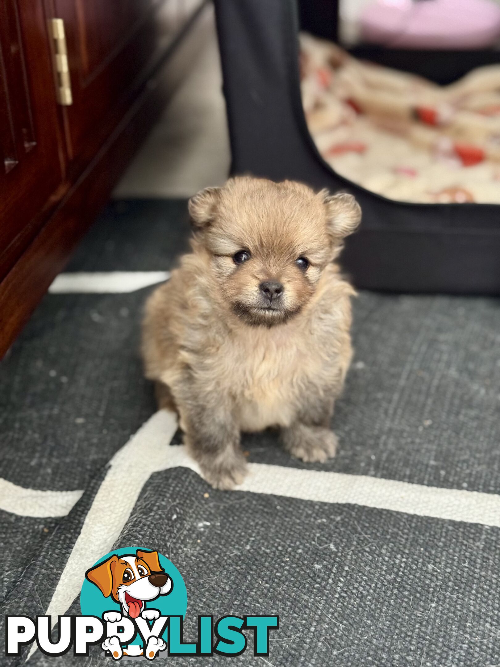 Purebred Pomeranian, home born and raised