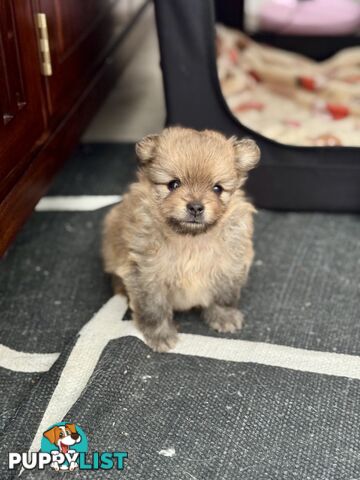 Purebred Pomeranian, home born and raised