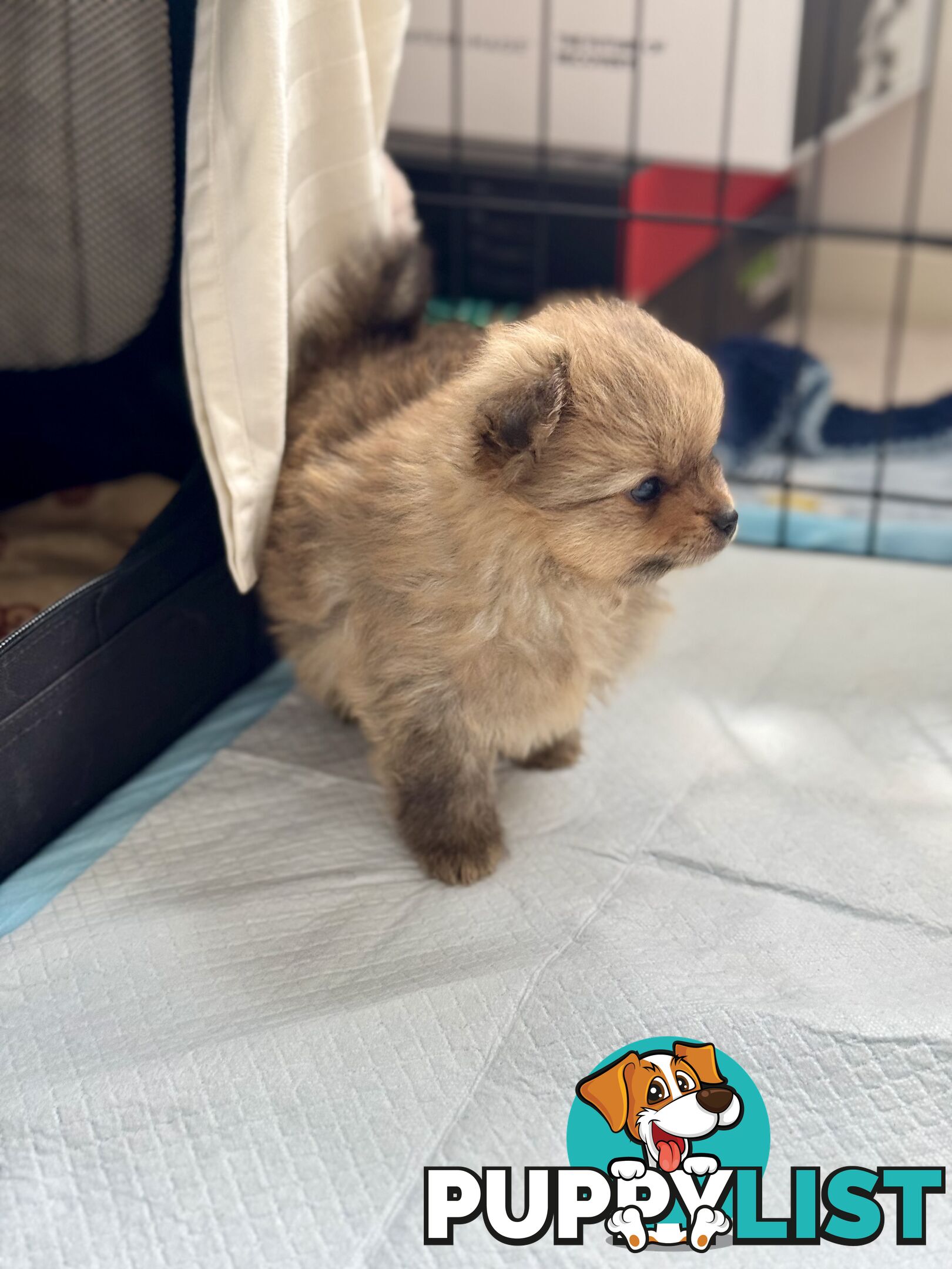 Purebred Pomeranian, home born and raised