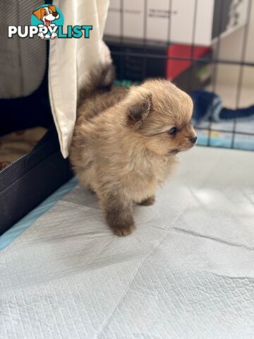 Purebred Pomeranian, home born and raised