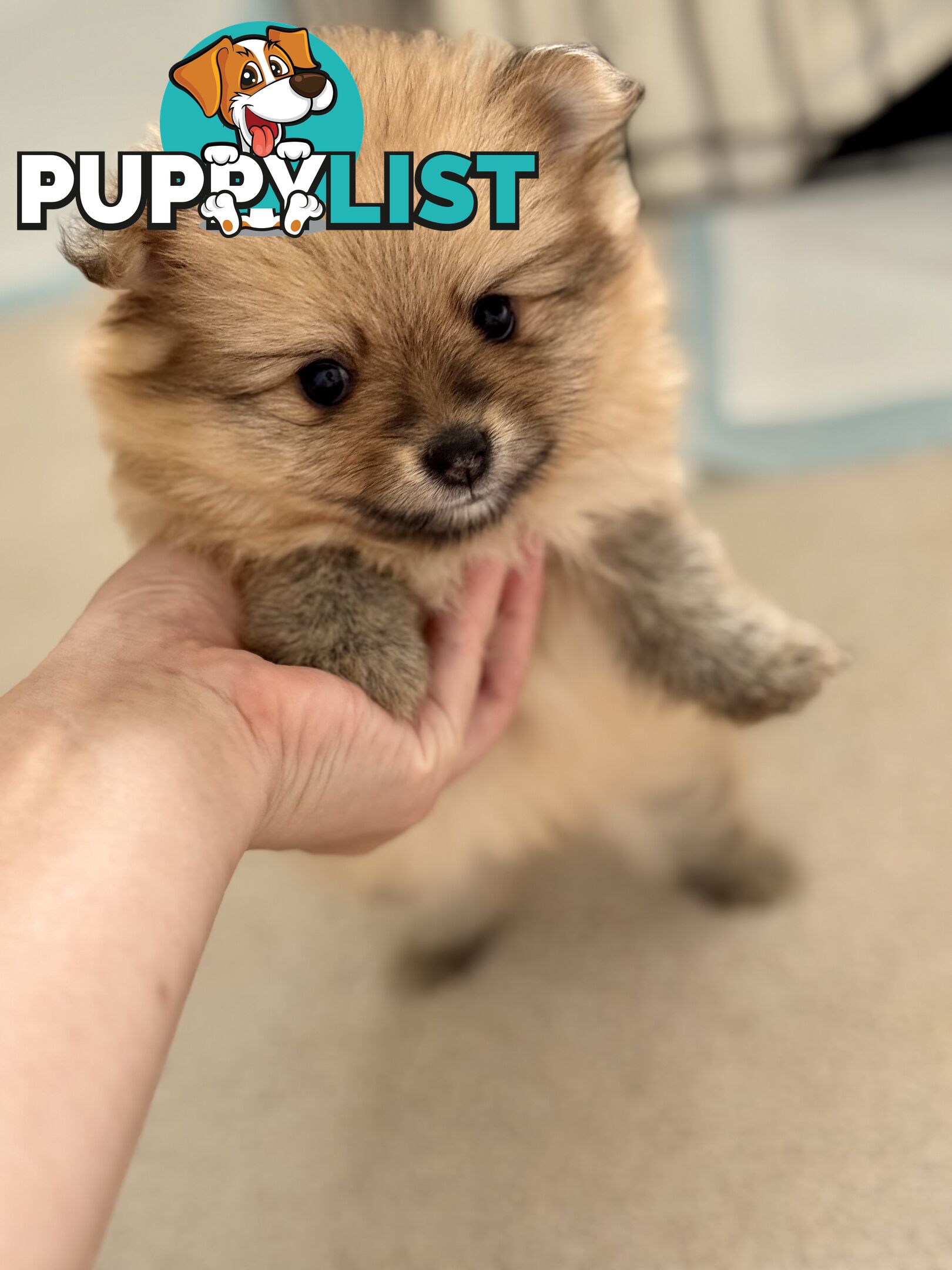 Purebred Pomeranian, home born and raised