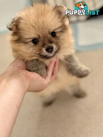 Purebred Pomeranian, home born and raised