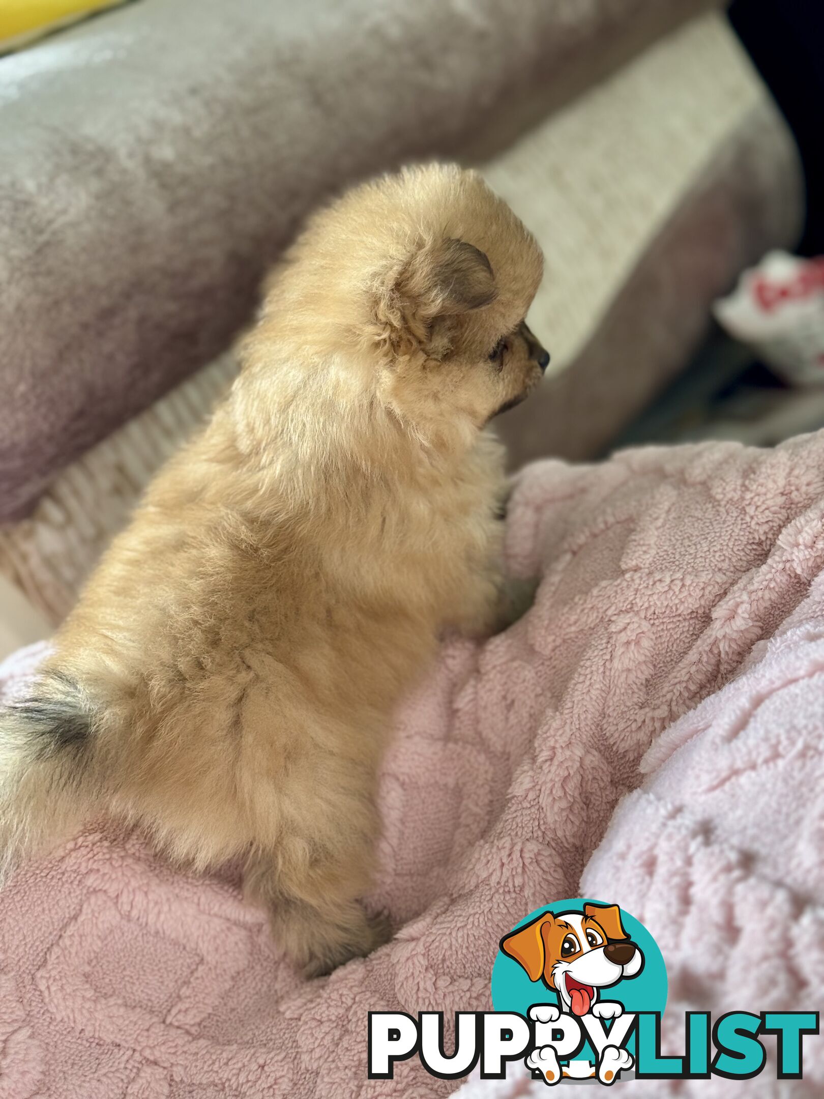 Purebred Pomeranian, home born and raised