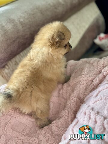 Purebred Pomeranian, home born and raised