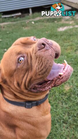 Ultimate Mastiff puppies (French X Neo mastiff)