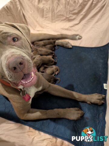 Ultimate Mastiff puppies (French X Neo mastiff)