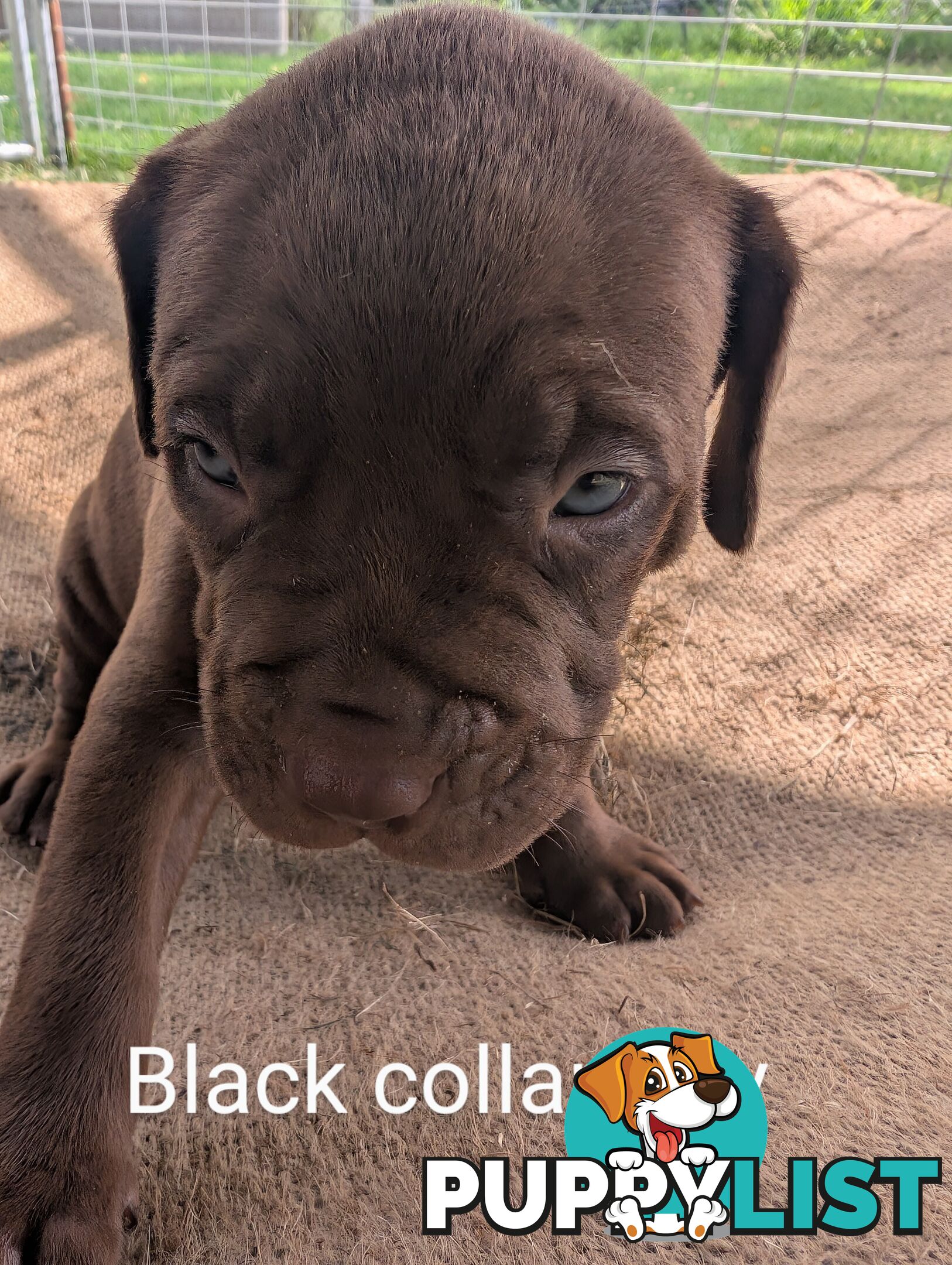 Ultimate Mastiff puppies (French X Neo mastiff)