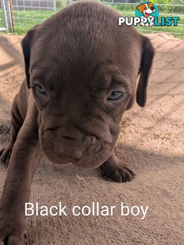 Ultimate Mastiff puppies (French X Neo mastiff)